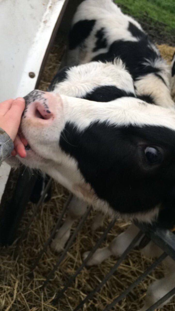 emveterinary's tweet photo. 🐄🐄🐄 https://t.co/bc2eTiqmzi