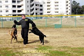 cute_pet2017's tweet photo. Best Tips For 𝐏𝐮𝐩𝐩𝐲
https://t.co/BzbTD6jcKo
#SundayMorning
#nrf17
#WhatIMissFromThe2000s https://t.co/I0j9fKFXIL