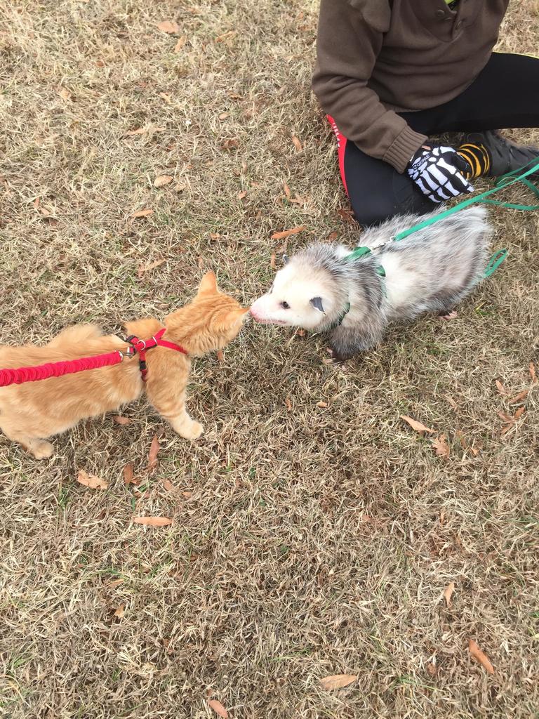 TheBetyco's tweet image. My kitten met a possum on a leash! #Aww #Cute