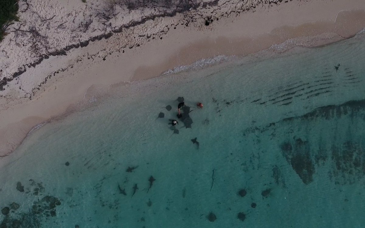 #SharkSunday The <a href="/Sharks4Kids/">Shark Education</a> team hanging with #sharks and rays! Drone shot by <a href="/OceanicAllstars/">Duncan Brake</a>