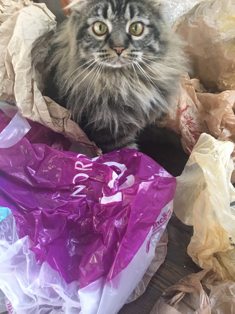 RhonaA_PhD's tweet photo. Nothing better than getting into the bag bin...Nothing worse than getting caught #redpawed #catguilt https://t.co/WD7l02zM1g