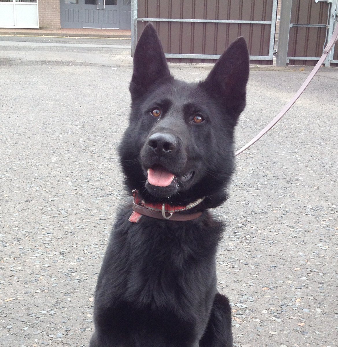 PoliceServiceNI's tweet photo. PSNI Dog Section working in Belfast catch suspected burglar in the act!
https://t.co/Pt6E5Idid1
#KeepingPeopleSafe
#PSNI
#PSNIDogs https://t.co/XwfVMKftZl