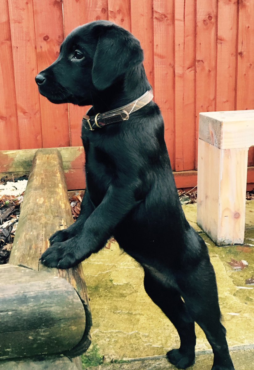 Robbie_WTK's tweet photo. New member to the Whitaker Racing Team. https://t.co/QrUmjfHScn