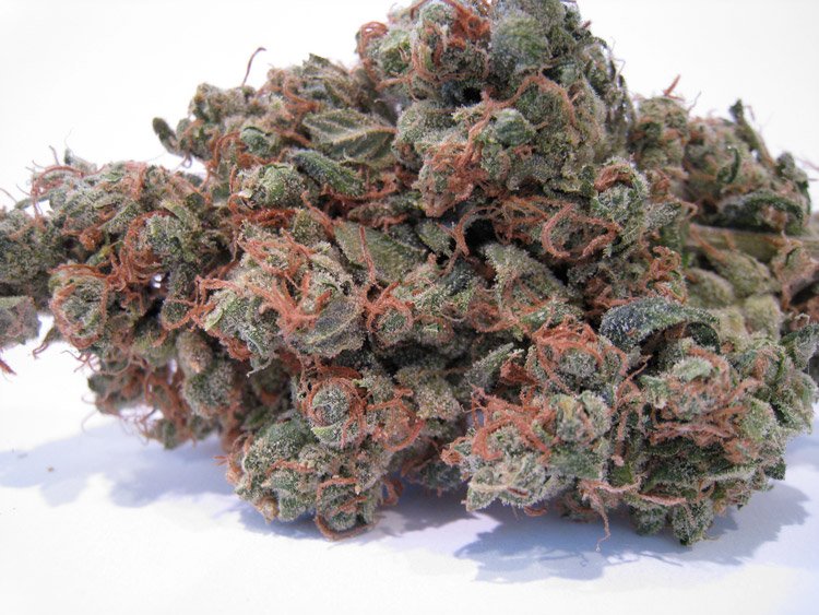 Strain: Chemdawg
Class: Hybrid
Taste: Diesel and Earthy
THC: 18-26%
*Makes you Uplifted, helps with Insomnia
#StrainoftheDay #Stoner #Weed