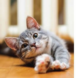 DFWDining's tweet image. $20 Cat spay Feb by .@TCforAP kennedalebusiness.com/20-cat-spay-in…