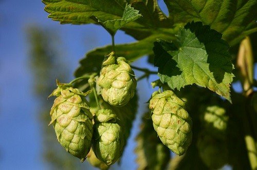 Porque algumas cervejas com IBU mais baixo parecem mais amargas que outras? E o que dizer… cerevisiae.com.br/percepcao-amar…