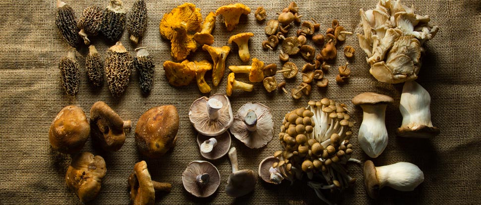TastingTable's tweet photo. To wash or not to wash? Mushroom cleaning advice from the pros: https://t.co/LfroNkKeKU https://t.co/ZzdFzHsGSU
