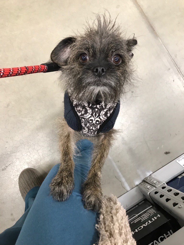 AliLevineDesign's tweet image. Sunday funday @oscarfashionpet is over the @Lowes house shopping &amp;amp; #demolife #alistyle 🙈😩😬