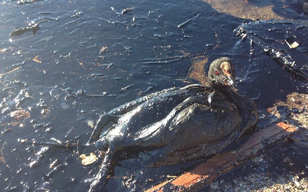 Yakıt sızıntısı Kocaeli Körfezi'nde karabatakları öldürüyor sendika14.org/2017/01/yakit-…