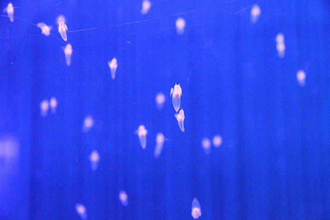 ヨコハマ経済新聞 編集部 Sur Twitter クリオネは貝殻をもたない貝の一種 八景島シーパラダイスで クリオネ 500匹が舞う展示 クリオネリウム T Co Dezlbbsdbz 横浜 シーパラ クリオネ