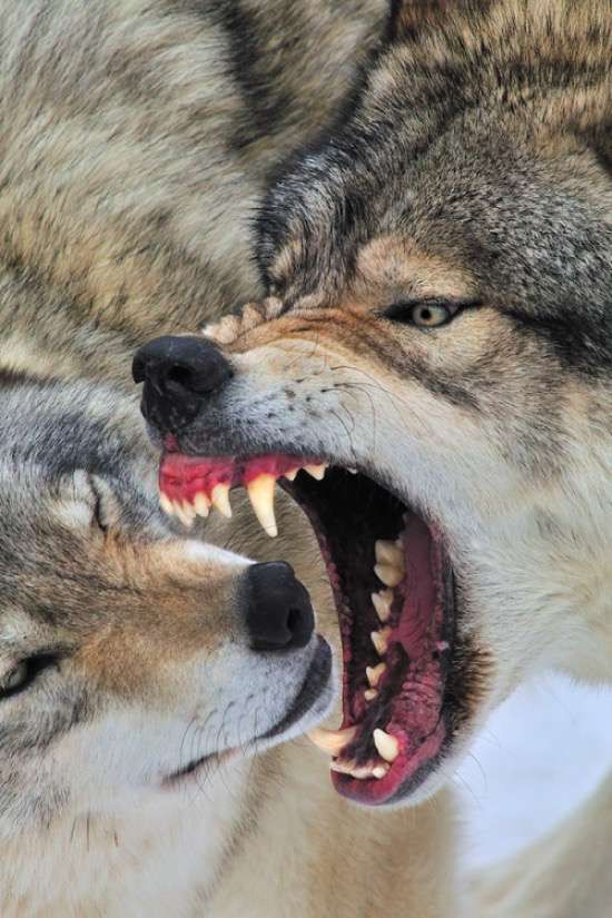 WheyCartel's tweet photo. It's almost lunch time and I was wondering... are there any tasty treats around here? 
--
#Hungry
#Wolf
#Wolves
#EpicAnimals
#EpicShit https://t.co/nvoeBXqUQ2