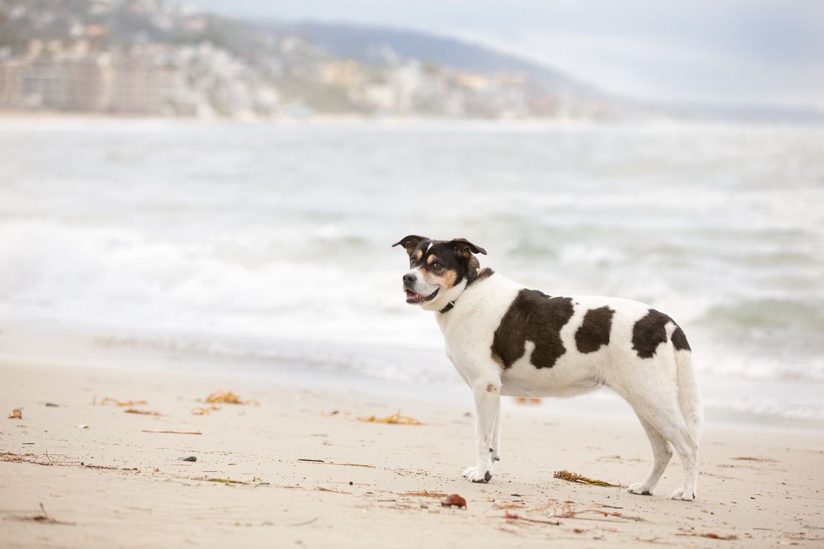 thesagehound's tweet photo. Yes, I absolutely know I'm handsome! #shepherdmix #thewaydogintended #laugnabeach #petphotography #beachhound #happyhounds https://t.co/C1nC0rHqIA