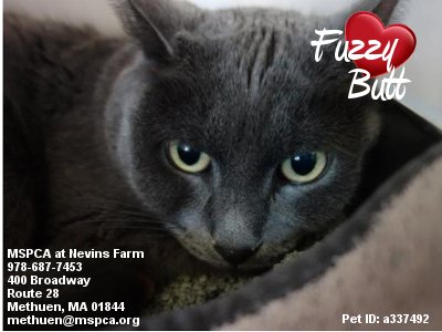 MIPooh's tweet photo. If Ur Bucket List Includes Owning Ur Very Own "Fuzzy Butt"
#Boston Dreamers Ur Prayers -Answered!
#Adopt Her Via @MspcaAngell #Metheun
#Cats https://t.co/NNzbrDcOwS