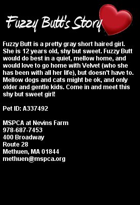 MIPooh's tweet photo. If Ur Bucket List Includes Owning Ur Very Own "Fuzzy Butt"
#Boston Dreamers Ur Prayers -Answered!
#Adopt Her Via @MspcaAngell #Metheun
#Cats https://t.co/NNzbrDcOwS
