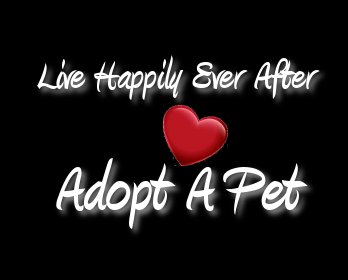 MIPooh's tweet photo. If Ur Bucket List Includes Owning Ur Very Own "Fuzzy Butt"
#Boston Dreamers Ur Prayers -Answered!
#Adopt Her Via @MspcaAngell #Metheun
#Cats https://t.co/NNzbrDcOwS