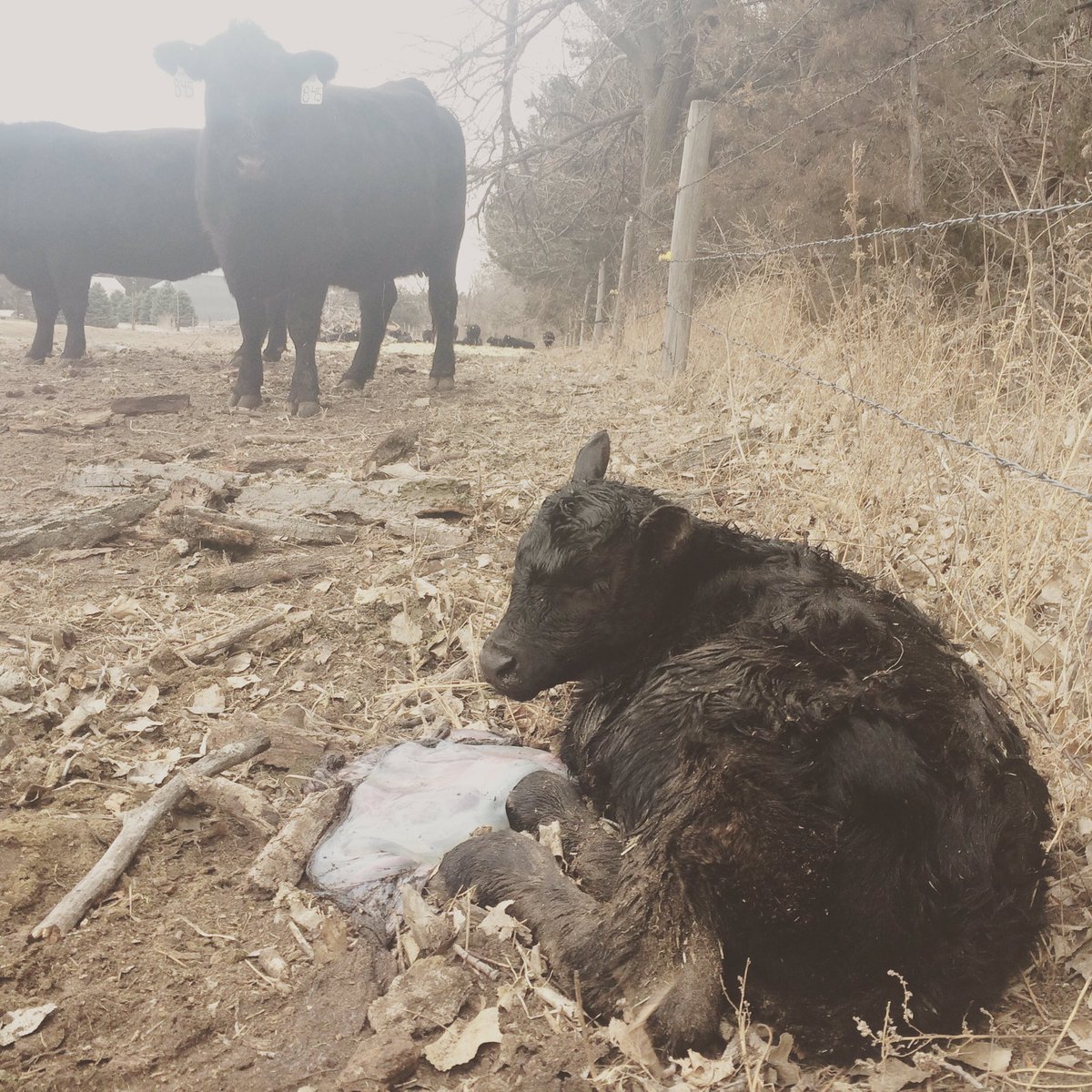 ToddWeller2's tweet photo. 2017 calving season is here. #calving17 #firstcalf #calf #cow https://t.co/MEcrUjxX5S
