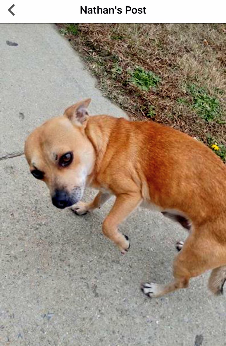 CoffeeBookCat's tweet photo. #lostdog #founddog #joco @WakeGOVPets @SPCAwake  @jcapl @trianglepaws @petfinder Please RT https://t.co/4bYBpSpcpT