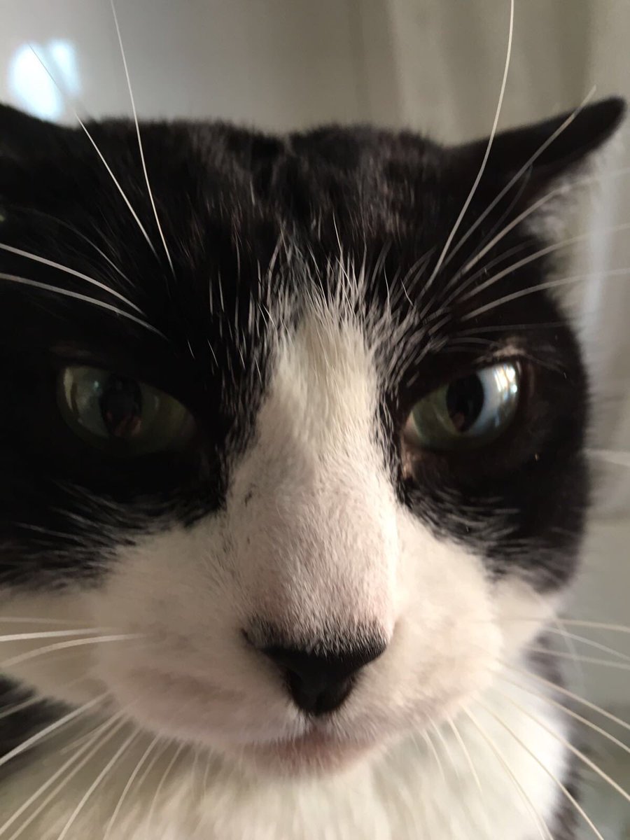 ¿Qué carajo miráis?