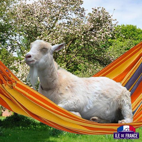 IDFCheese's tweet photo. Happy weekend with Ile de France® goat cheese :) #cheeselove #cheesefun #cheeseweekend https://t.co/H87VJfbxAW