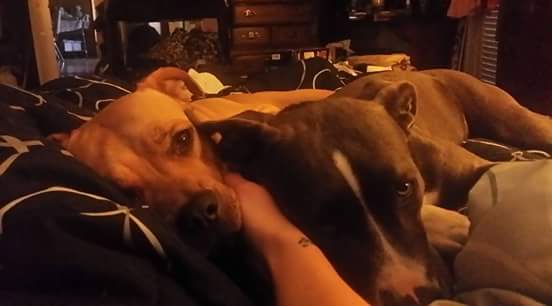 @davidlabrava @PitbullBuddies @HumaneSociety  Love waking up and seeing this #mykids #animalshavefeelingstoo