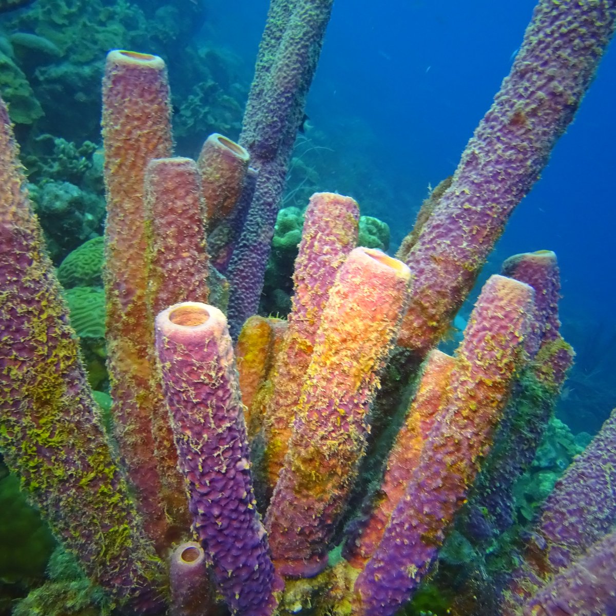 diveoclock's tweet photo. You can find a lot of these Vase sponges when diving off the coast of Bonaire! #diversparadise #bonaire #vasesponge https://t.co/UZ18NhyQyI https://t.co/HwS7GsB1Pl