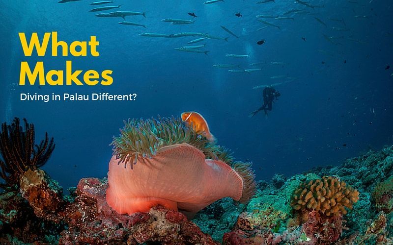 PalauDive's tweet photo. Here’s What Makes a Dive Trip to Palau Different and Amazing https://t.co/Qbb5lZSYjh https://t.co/blKvL9AipY