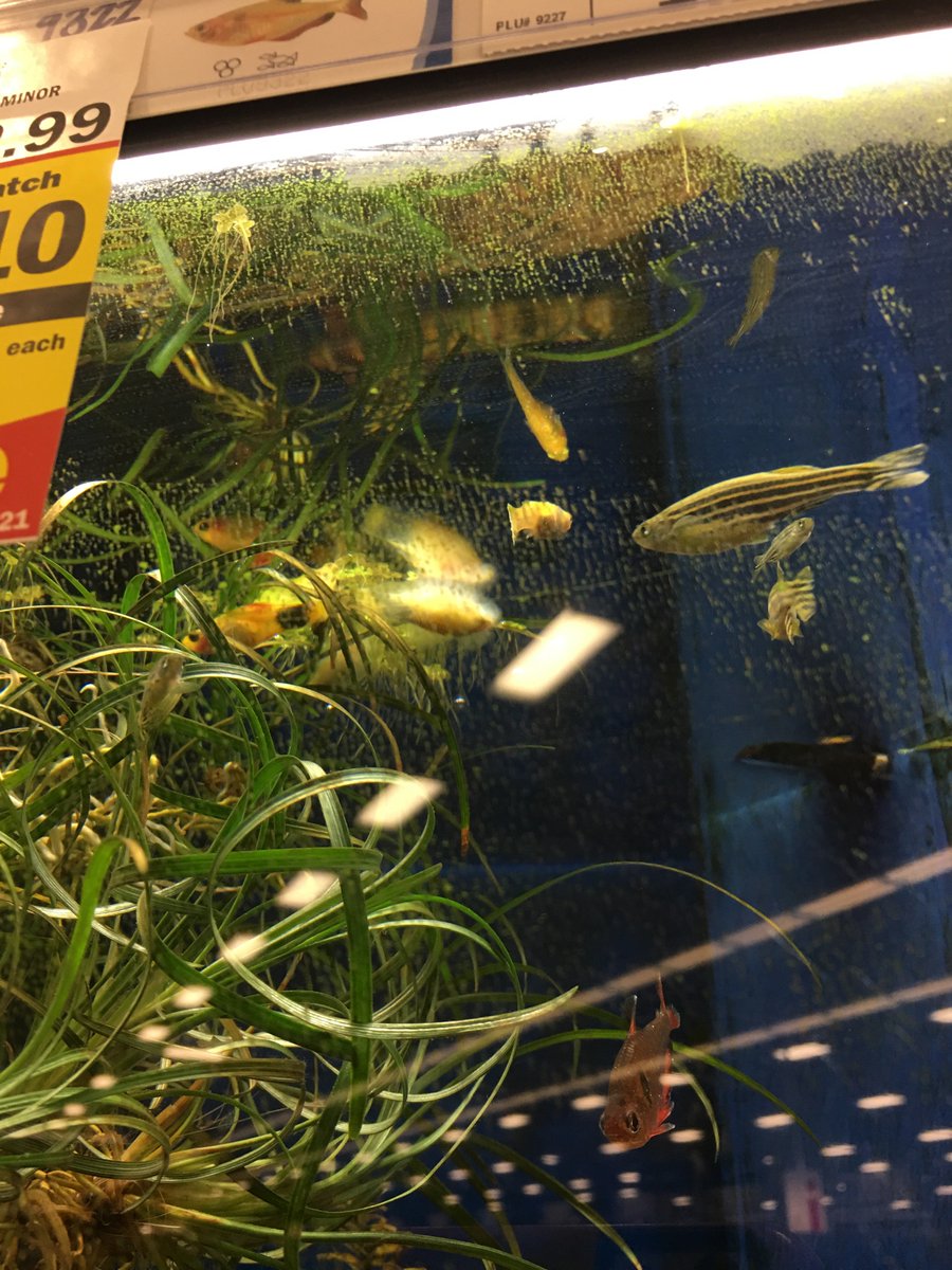 meijer fish tanks