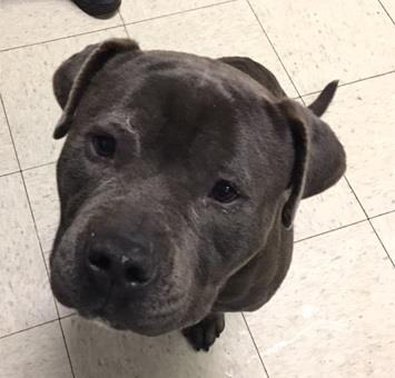 KarenSConniff's tweet photo. #Snausage #CLE #OH #Adopt 2690 West 7th St. citydogs@city.cleveland.oh.us @CityDogsCLE @NoKill20kmLife @DawnKendrickTV3 @DogRescueTweets https://t.co/u49nrFoZxW