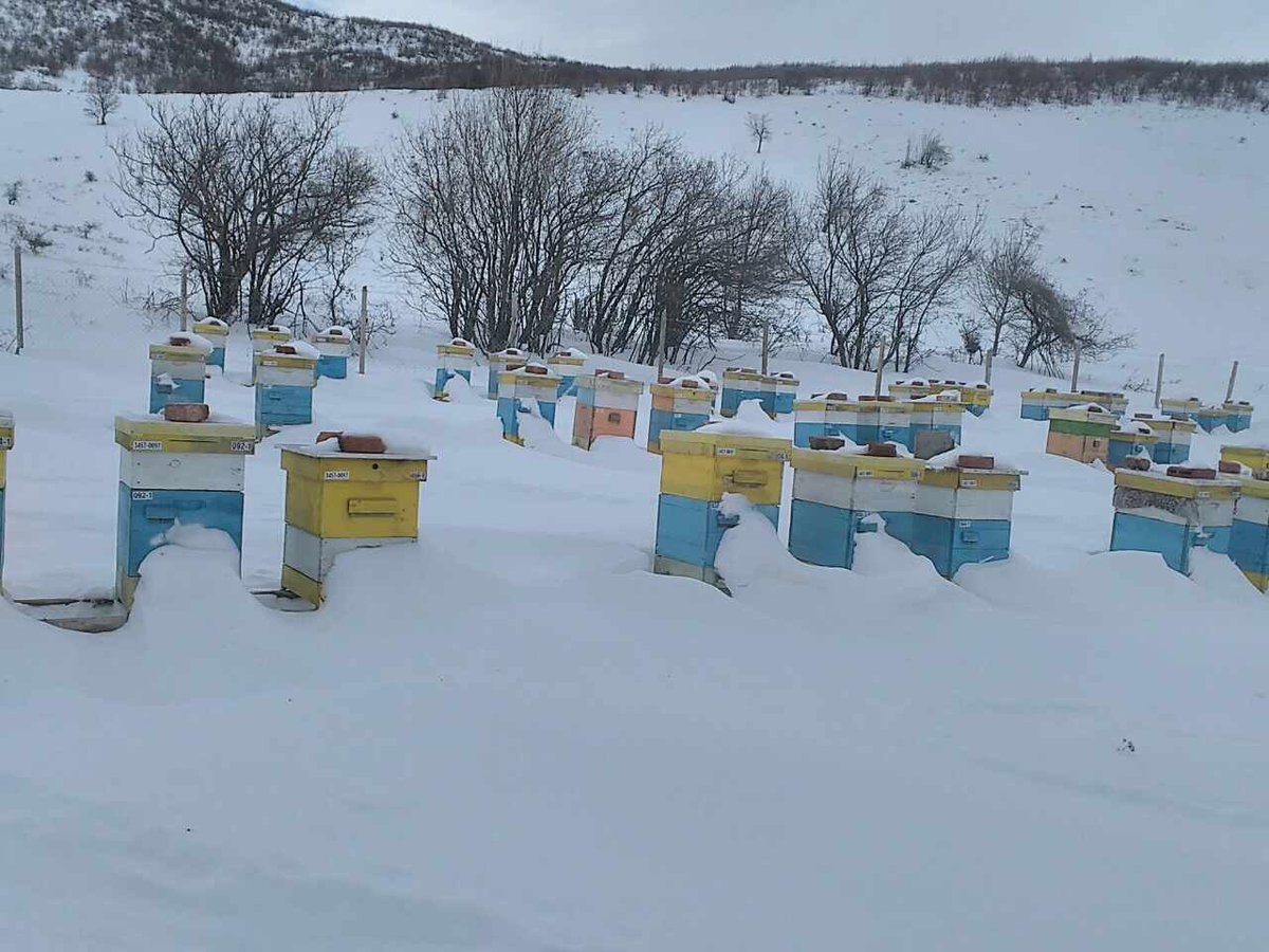 Snowed under - some of our beehives 🐝 🐝