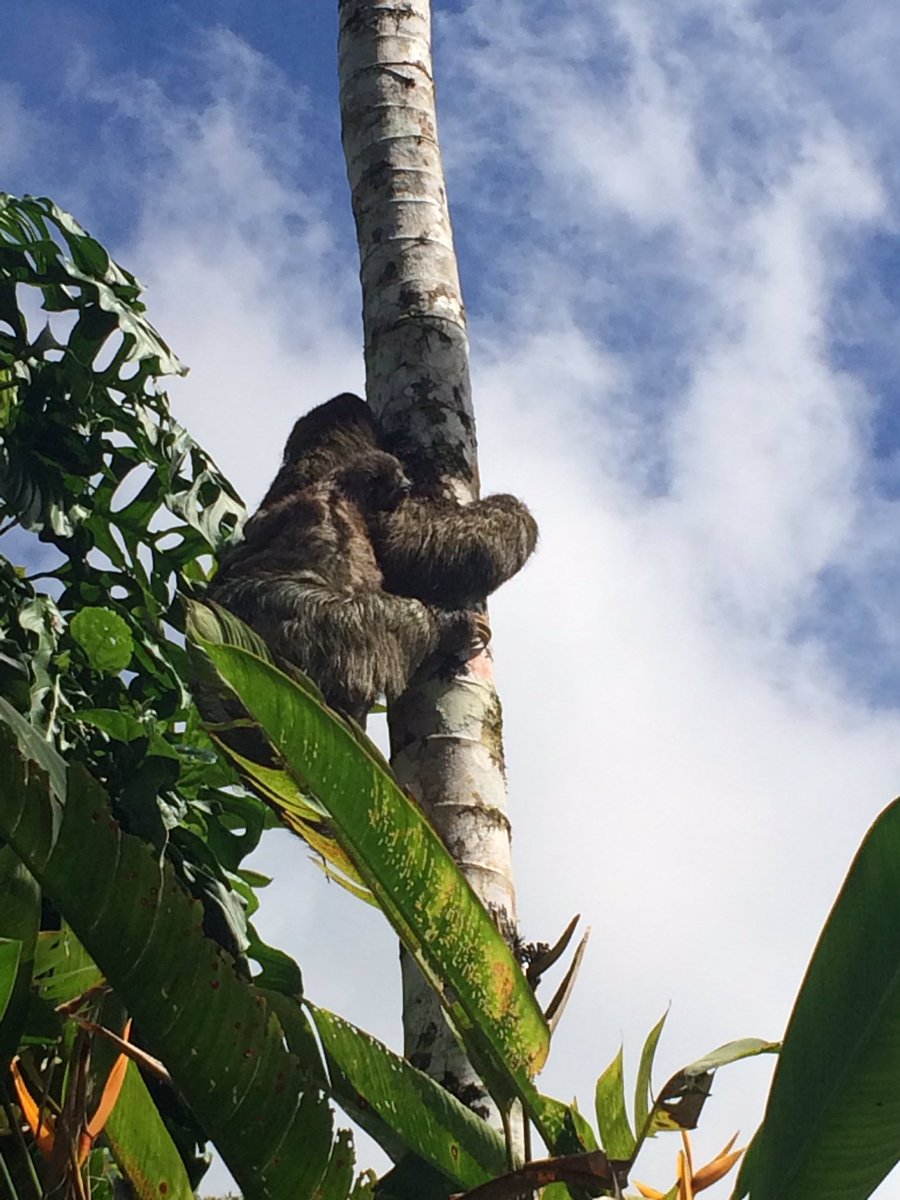 LiveDandelion's tweet photo. Mama and baby sloth - safe after their fall from a tree 💜 https://t.co/G55whS94RB