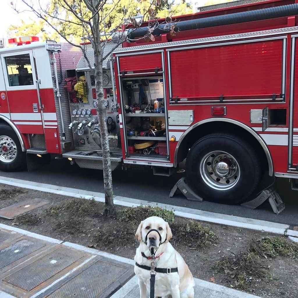 titus_the_lab's tweet photo. PSA - friends - make sure you have an escape plan and follow your mom &amp; dad's orders in case of an emergency.  This… https://t.co/drMgNtvC8f
