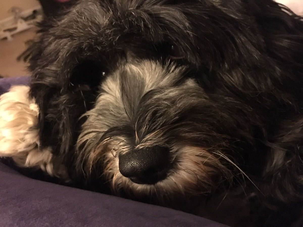Jo_Fryett's tweet photo. So I was thinking..........do I really need to go on more walks! It's been wet and windy lately, I prefer the sofa! https://t.co/uakAUu6PQs