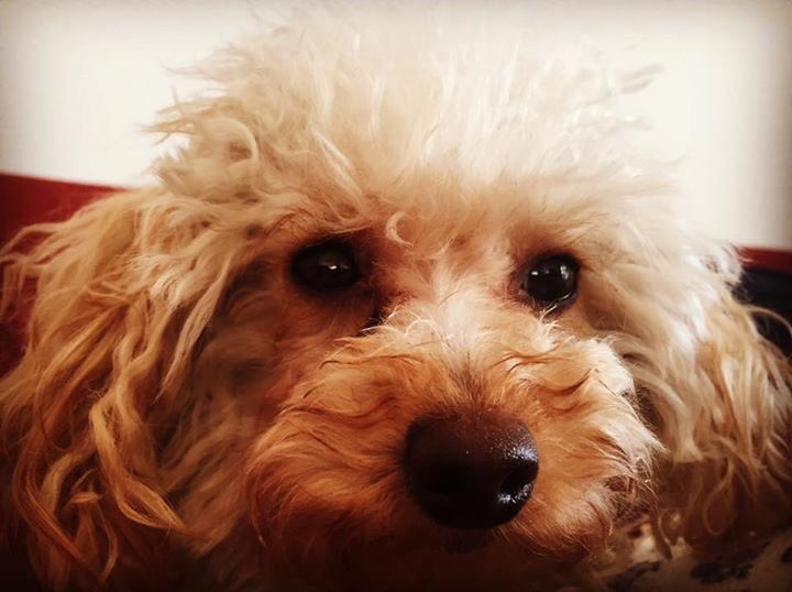 emiliapitu's tweet photo. Se perdió mi perrita PADDY. caniche , pequeña y tiene cola.Pasó recién en Carlos Paz en Lisandro de la torre al 700 https://t.co/HGlRAjp1HK