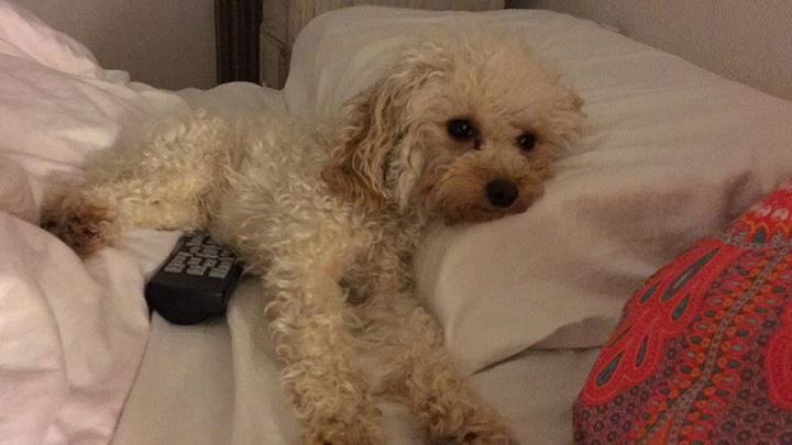 emiliapitu's tweet photo. Se perdió mi perrita PADDY. caniche , pequeña y tiene cola.Pasó recién en Carlos Paz en Lisandro de la torre al 700 https://t.co/HGlRAjp1HK