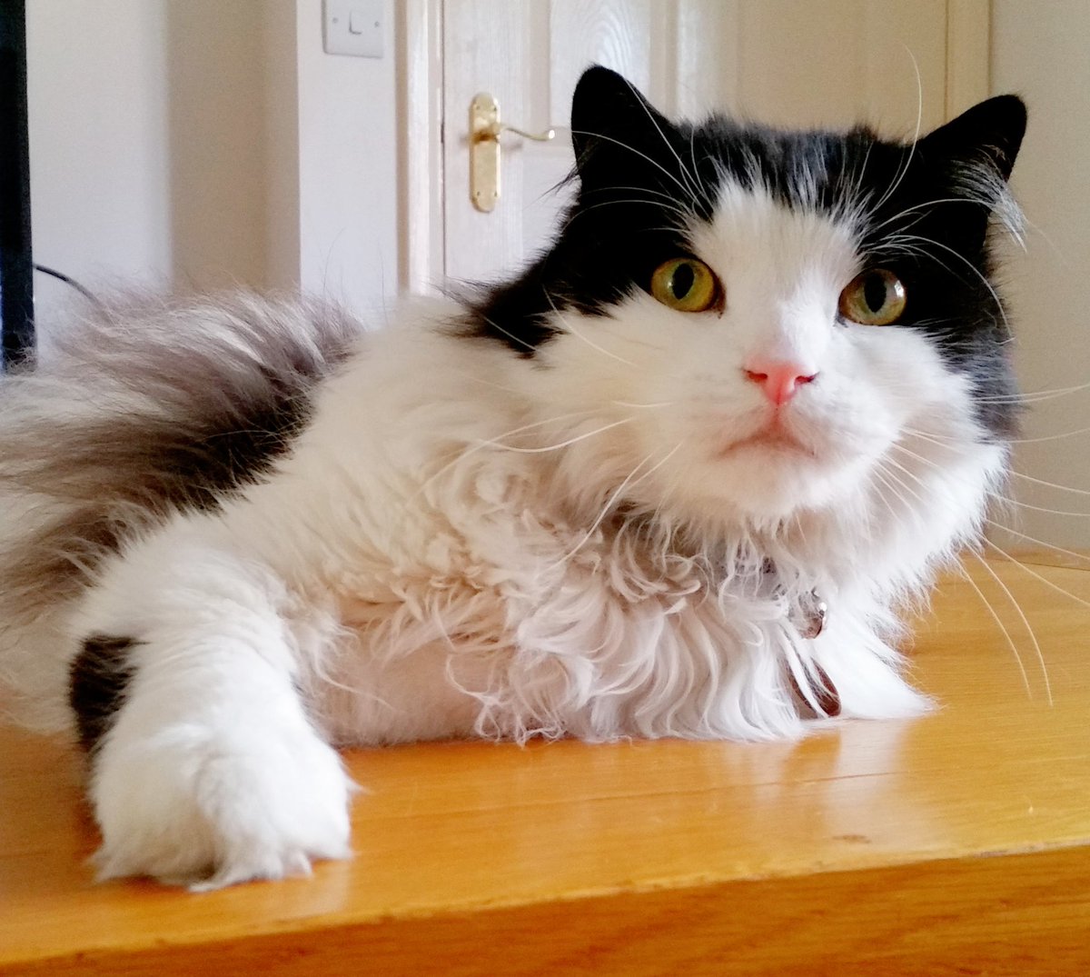 HanskiPearlie's tweet photo. #CatsOfTwitter #Caturday #cats #catsrule #cat https://t.co/xwnFBAJh81