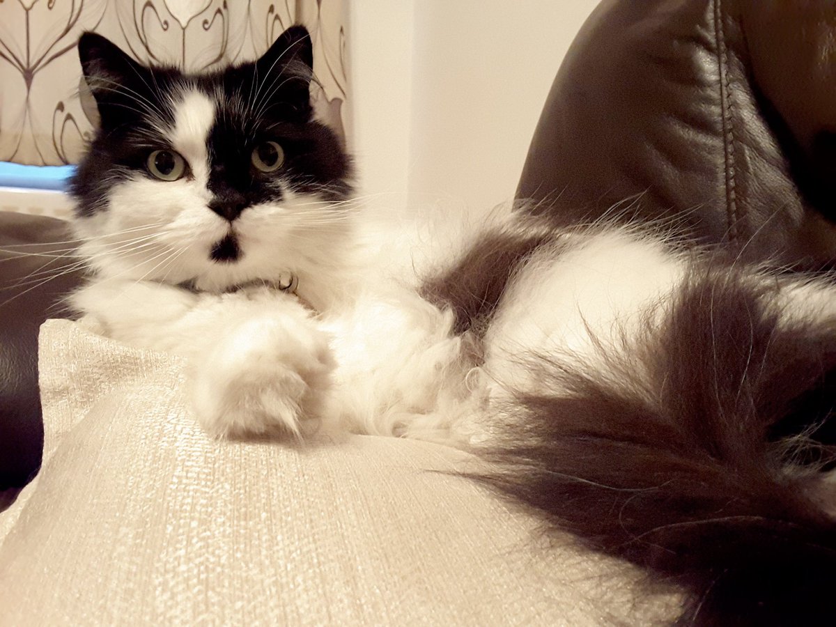 HanskiPearlie's tweet photo. #cats #CatsOfTwitter #Caturday #ohhi #cat https://t.co/4fNak2SHHH