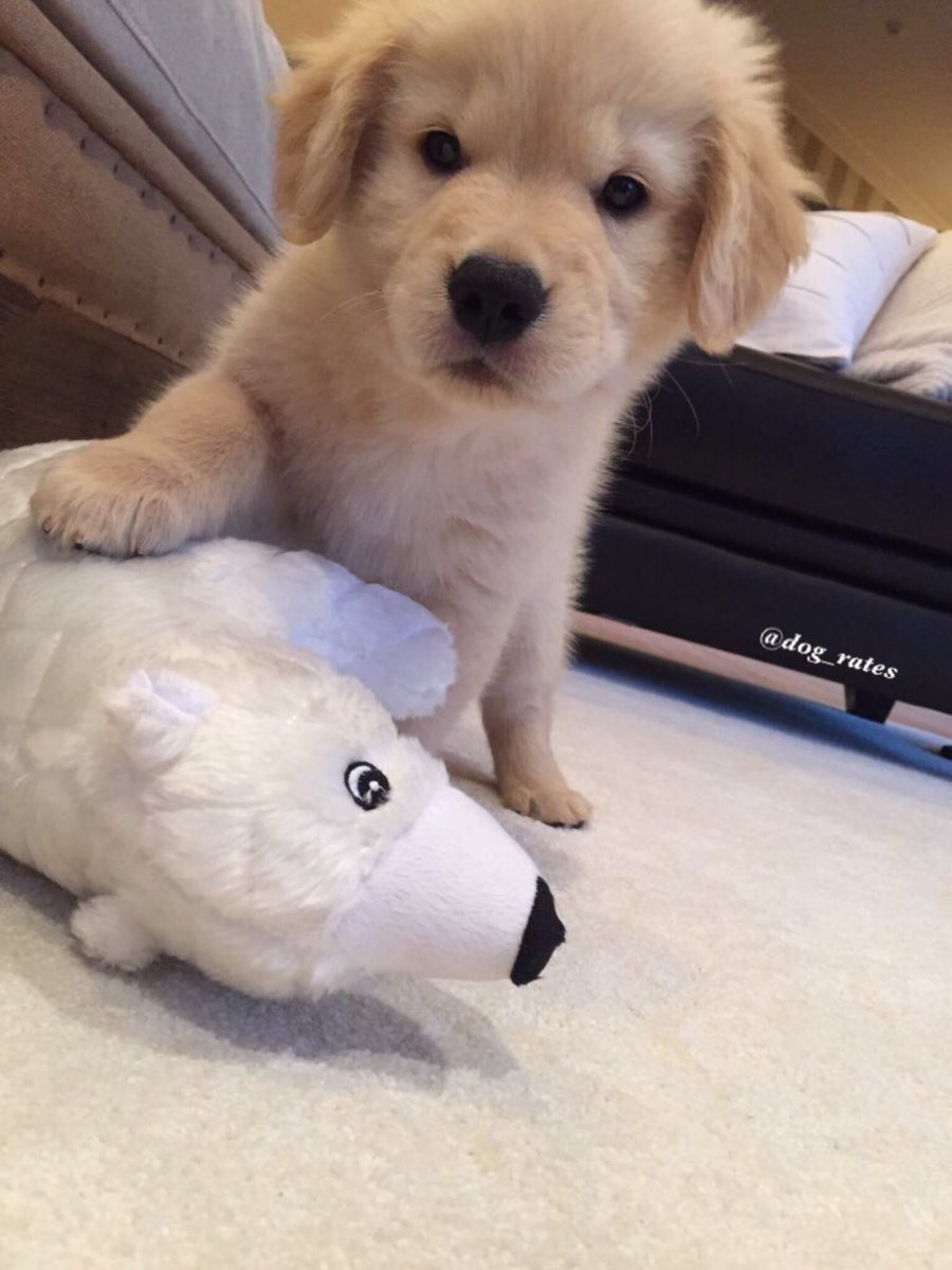 Meet Sunny. He can take down a polar bear in one fell swoop. Fr*cken deadly af. 13/10 would pet with caution