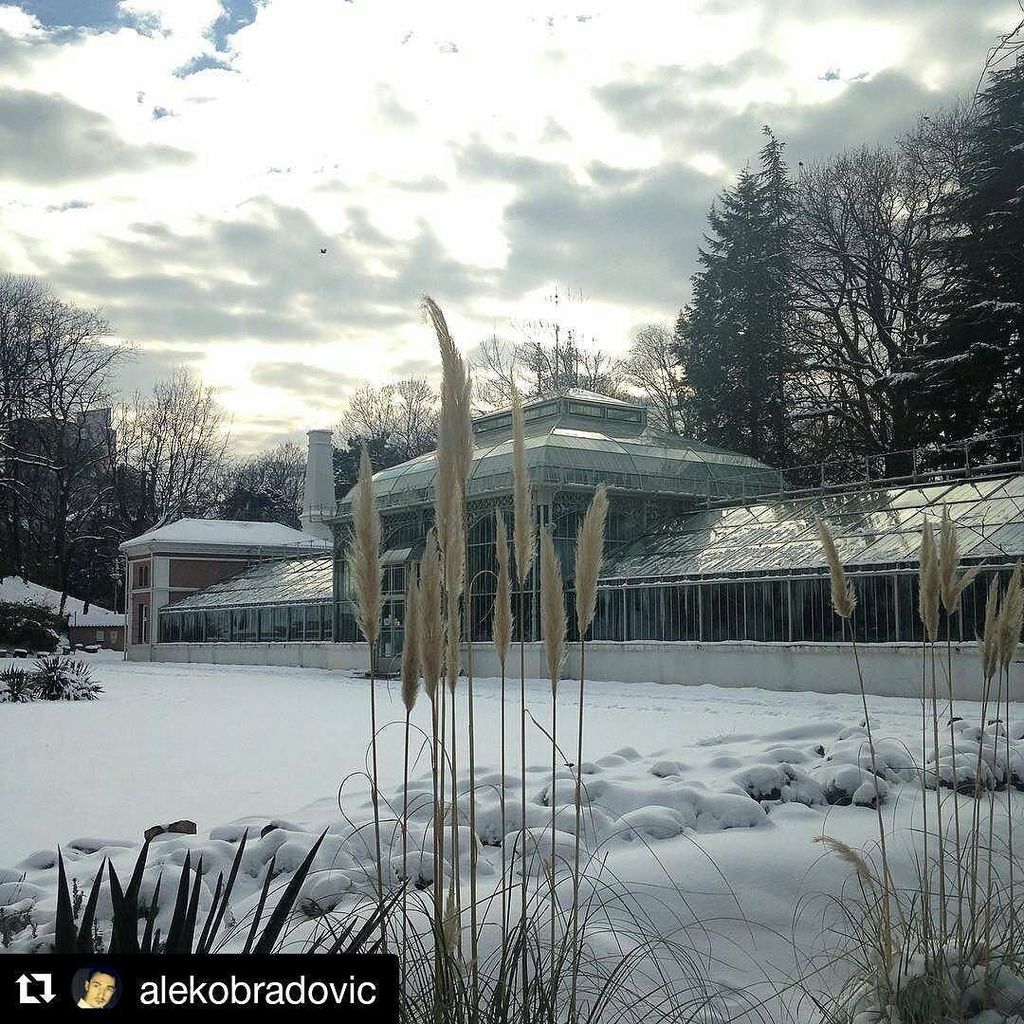 bb_jevremovac's tweet photo. Sneg se istopio ali slike su i dalje tu #narnia #snow #wintertime #botanicalgardens #belgr… https://t.co/VAoUeLhKcT https://t.co/dv6ZUWSsgh