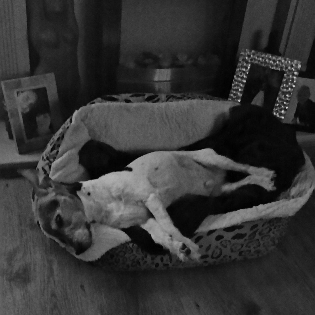 debpitt11's tweet photo. My boy was worth every penny of the big vets bill 😍#livingthedream #itsadogslife #myboybooboo #partofthefamily ❤❤❤ https://t.co/H9AzhaAjGY