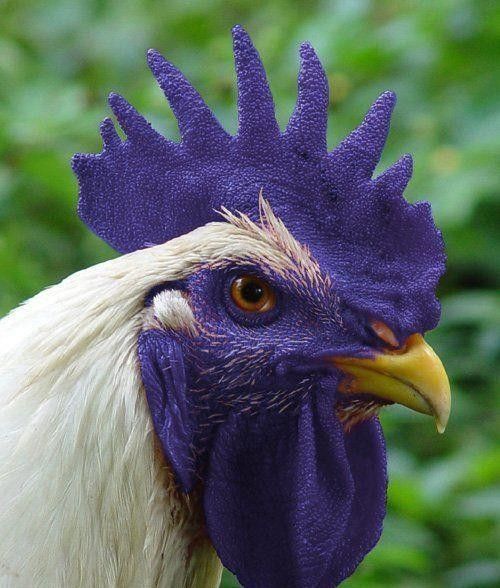 Cock_Father tweet picture