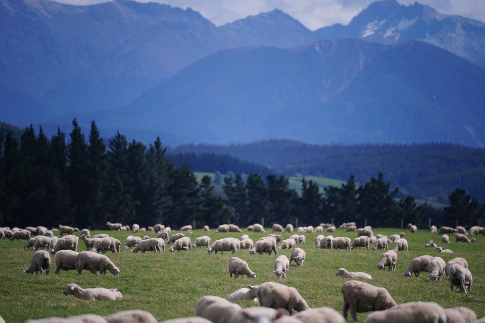 nzimmigguide's tweet photo. Thinking about visiting or moving to New Zealand? https://t.co/ibKg3Kbtd7 https://t.co/vALgSuvbfb