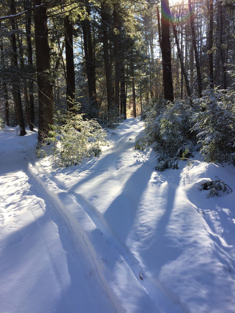 carol_forbess's tweet photo. Maine woods https://t.co/P9fGIZFAi0