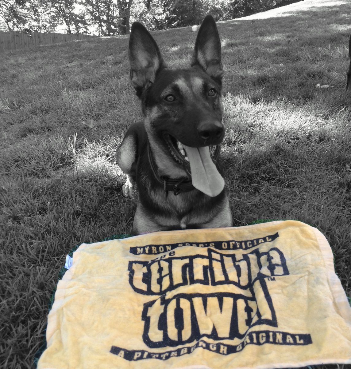 K9sOfficial tweet picture