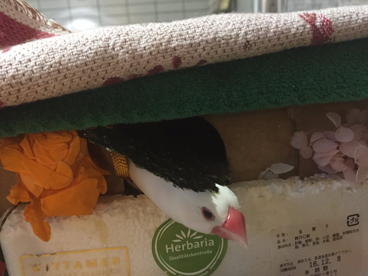i_peatey's tweet photo. 鳥の巣から深遠なる暗闇がはみ出てるのかとおもったら海苔でした https://t.co/wLfzOXZwkH