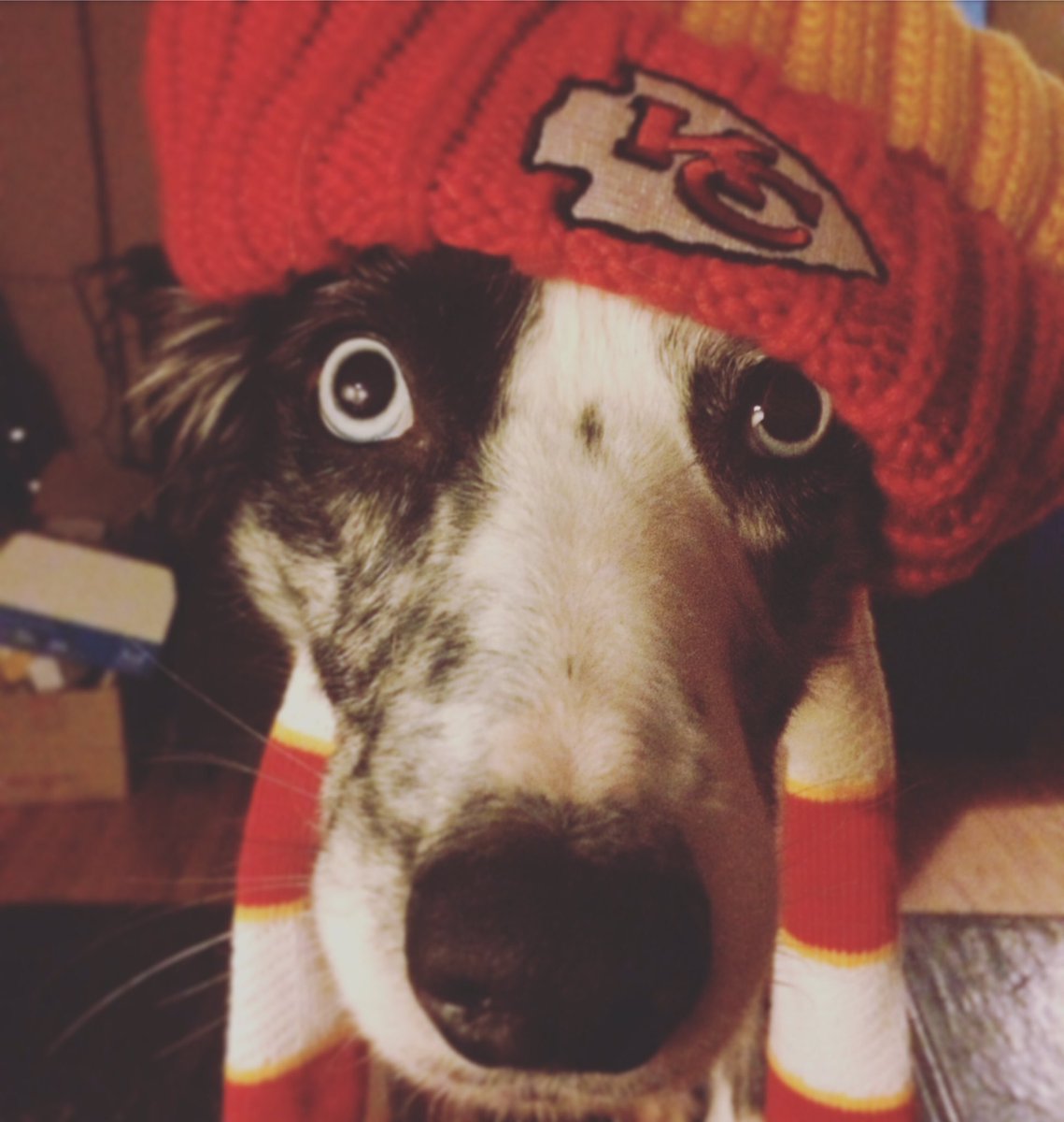 FraggleFrizz's tweet photo. Little extra insurance.. Go Chiefs! @Chiefs #dogsofnfl #KansasCityChiefs https://t.co/oD2I5zEaHp