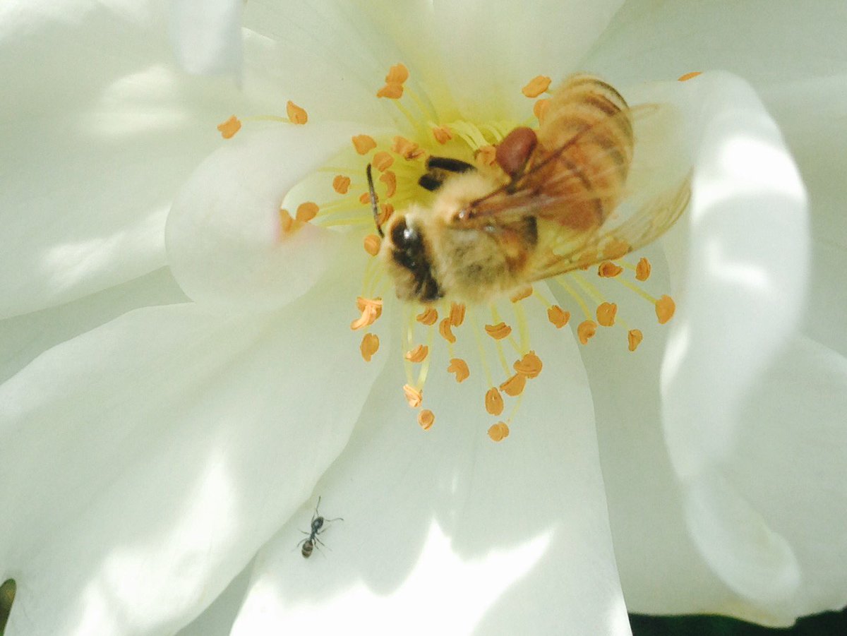 🐝bee......meet ant🐜 #savethebees #bees #honeybees #manuka #manukahoney #pollinators #purenewzealand #honey