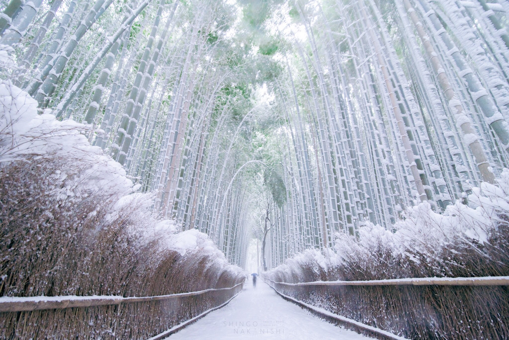 しんご Snow Bamboo Forest 雪の日の竹林は息を飲む美しさです みなさま一度は是非 横構図で露出上げと少し色温度下げて調整 京都 嵐山 竹林の小径 雪 T Co Fzkycunjxw Twitter