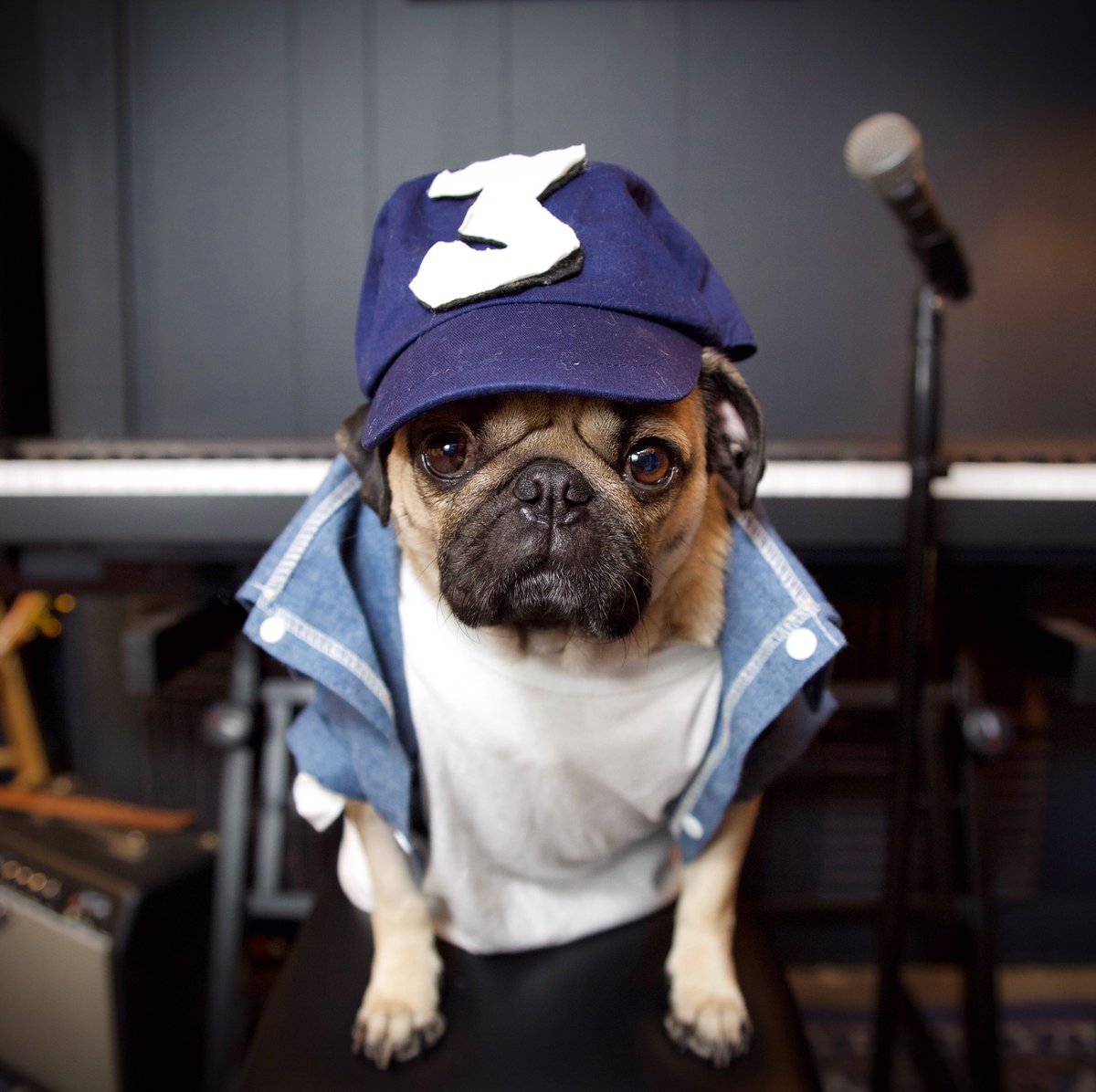 itsdougthepug's tweet photo. Chance The Pugger @chancetherapper https://t.co/cmHGoi5Aws