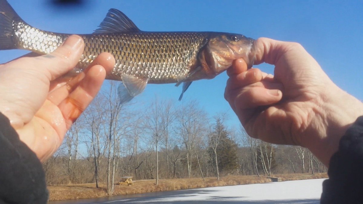 SicFishing's tweet image. Not the fish we were looking for but ill take it.....caught like 20 between us 2 in like 3 hours #fishing #fallfish #pumpkinseed #bluegill