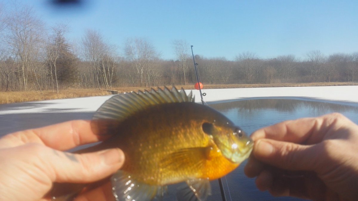 SicFishing's tweet image. Not the fish we were looking for but ill take it.....caught like 20 between us 2 in like 3 hours #fishing #fallfish #pumpkinseed #bluegill